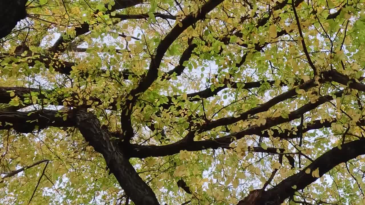 A vibrant display of autumn leaves and branches set against a clear blue sky.