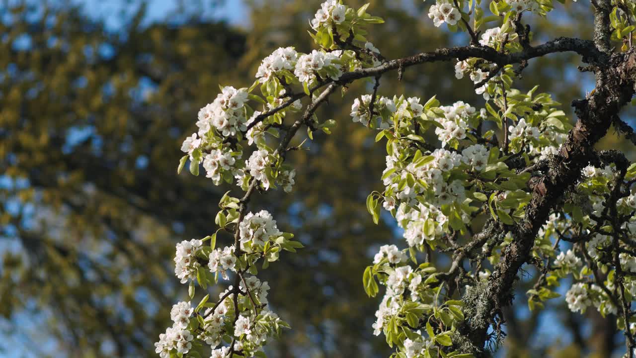 Primo piano di un fiore di pesco in una leggera brezza, con luce serale primaverile
