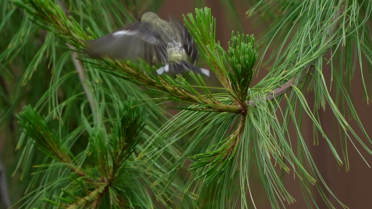 dos jilgueros en una rama de un árbol
