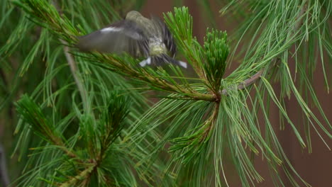 two goldfinches on a branch in a tree