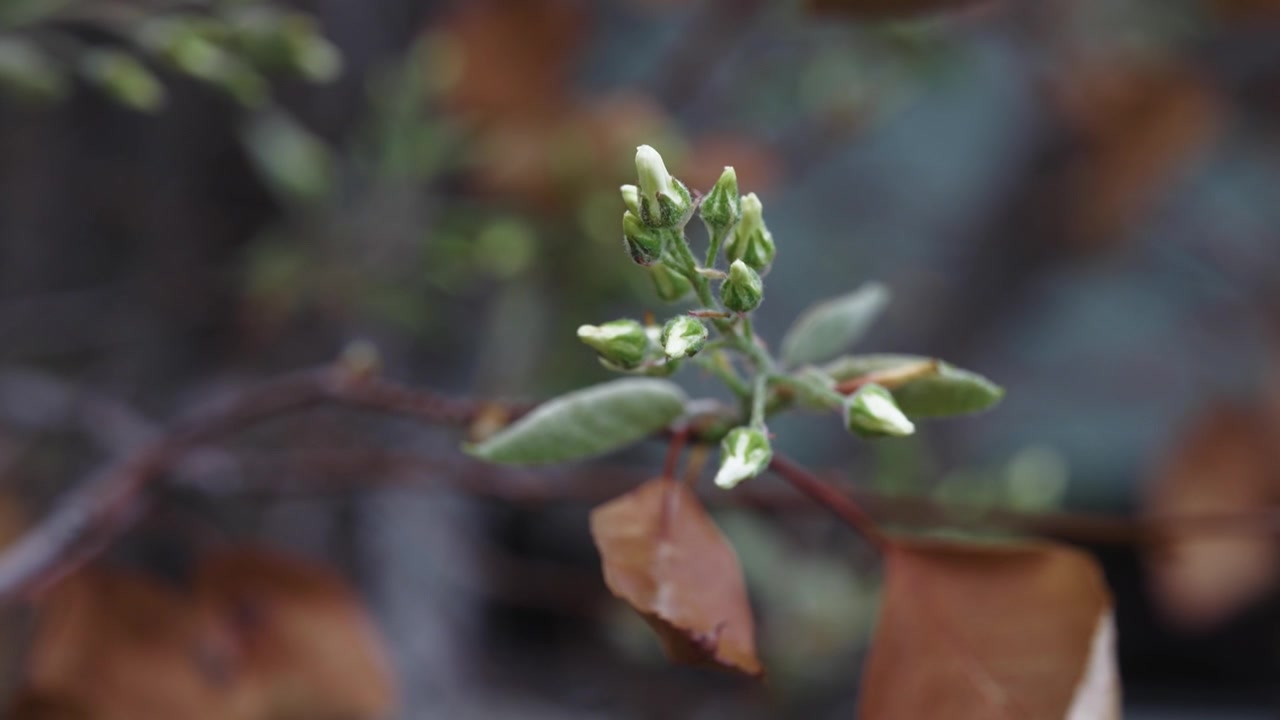 Magia em Close-Up: Detalhando a Beleza das Árvores em Flor