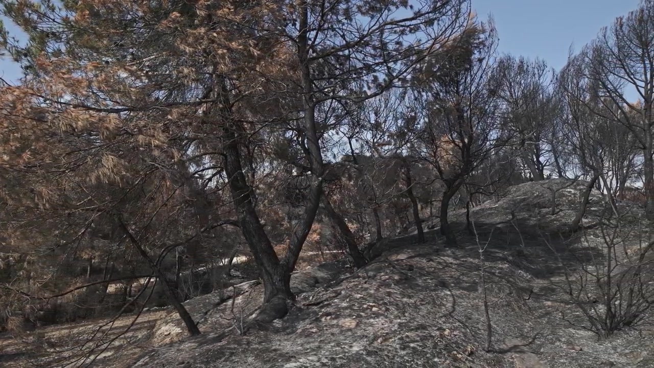 Desolate landscape showing the aftermath of a forest fire with burnt pine trees, charred ground, and ashes covering a hillside in La Pobla de Claramunt, Catalonia, under a clear blue sky