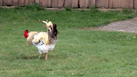 rooster crowing in the outdoor