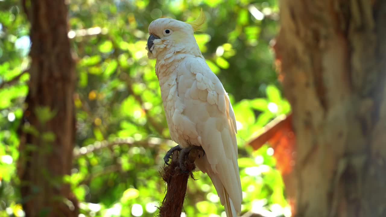 cacatúa con cresta de azufre, cacatua galerita con plumaje blanco y cresta amarilla vista posada todavía en la copa de un árbol en su hábitat natural contra hermosos follajes verdes bajo la luz del sol, tiro de cerca