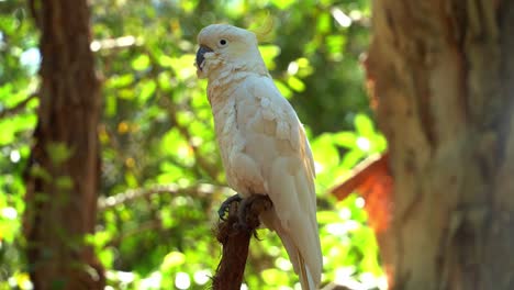 schwefelhaubenkakadu, cacatua galerita mit weißem gefieder und gelbem haubenfleck, der immer noch auf der baumkrone in seinem natürlichen lebensraum vor wunderschönem grünen laub unter sonnenlicht hockt, nahaufnahme