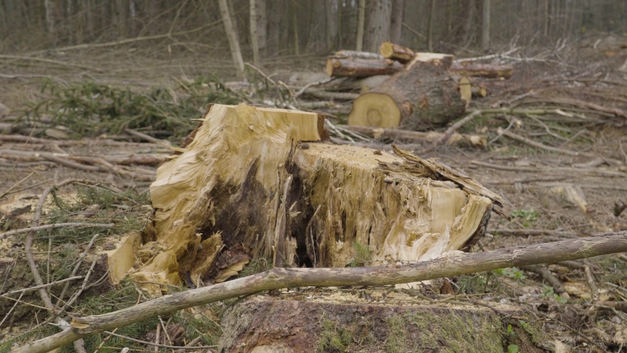 Resti di un tronco d'albero rotto, strappato e marcio nella foresta dopo un disboscamento a taglio netto