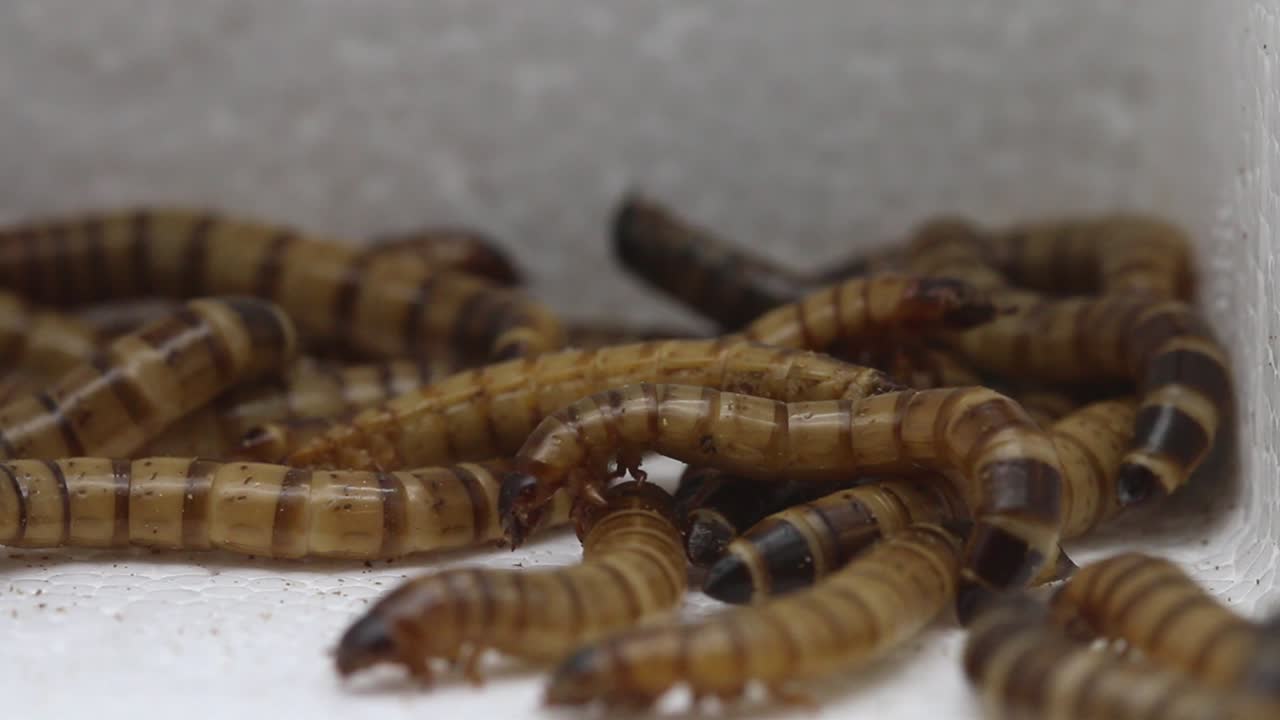 거저리, 암흑의 애벌레 또는 조포바스 딱정벌레, 조포바스 모리오