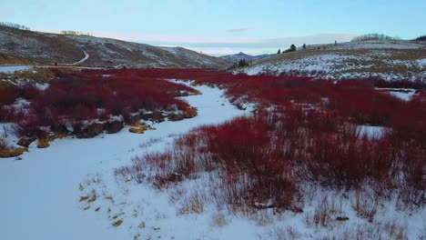 Paisaje-Invernal-Con-Sauces-Rojos-Cubiertos-De-Nieve-En-Estados-Unidos