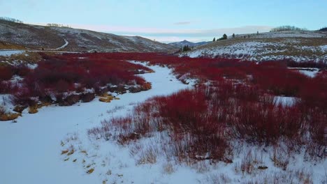 paisaje invernal con sauces rojos cubiertos de nieve en estados unidos