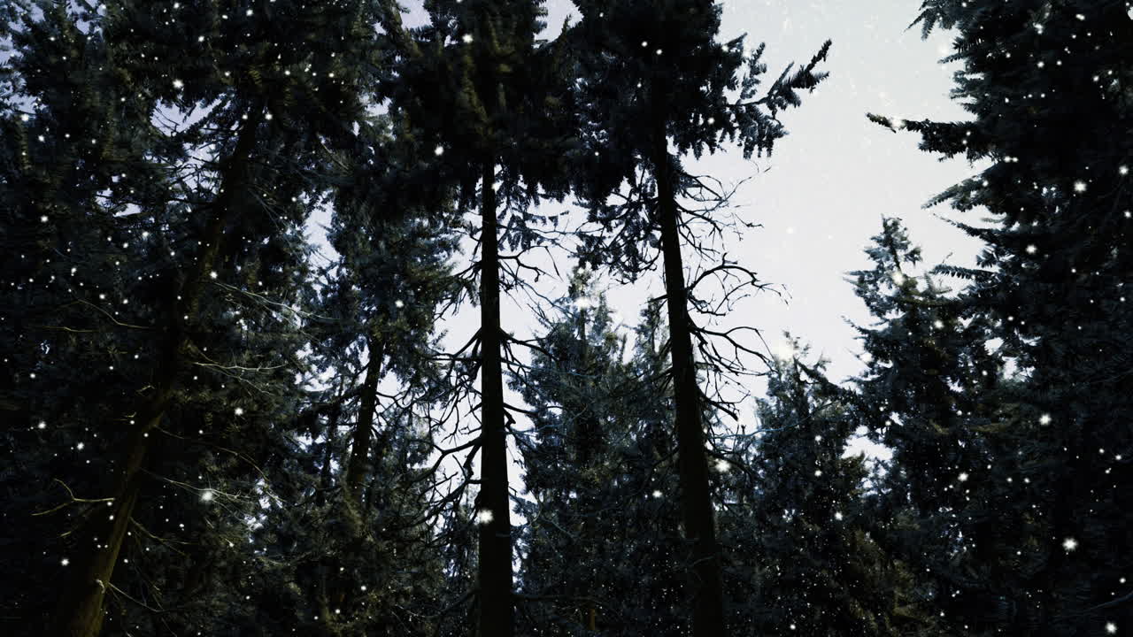 Tall evergreen trees in a snowy forest during a winter day