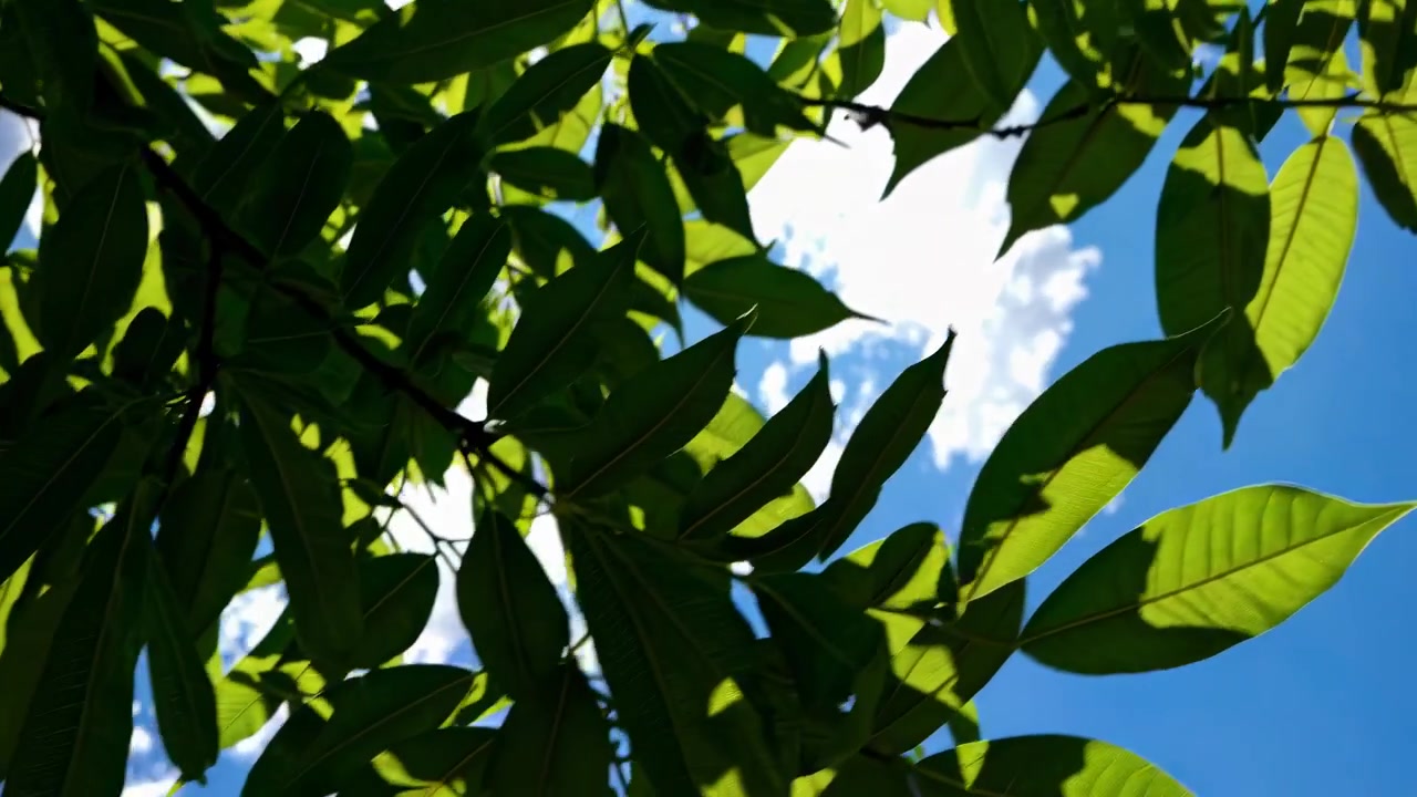Green Leaves Swaying Against a Bright Blue Sky
