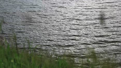 reservoir water with wind blowing over surface causing waves with blurred grass in the foreground at kaeng krachan in thailand