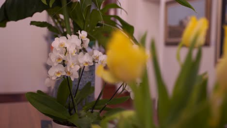 un primer plano que cambia el enfoque de los tulipanes amarillos en primer plano a las orquídeas blancas en el fondo