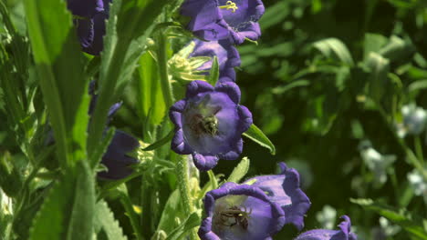 abejas en flores de campana moradas