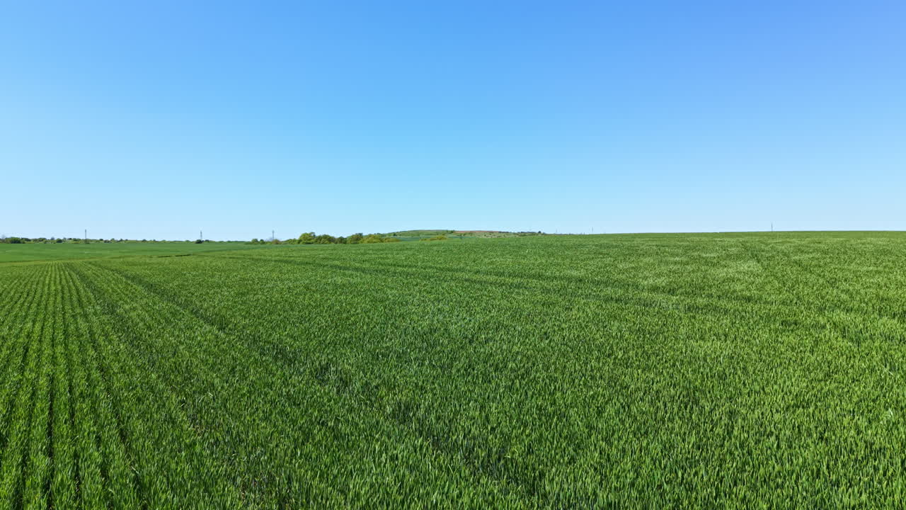 Campo de trigo estende-se pela paisagem com um céu azul claro acima em um cenário rural durante tempo ensolarado.