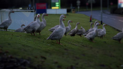 Gaggle-of-geese-on-grass-near-petrol-station