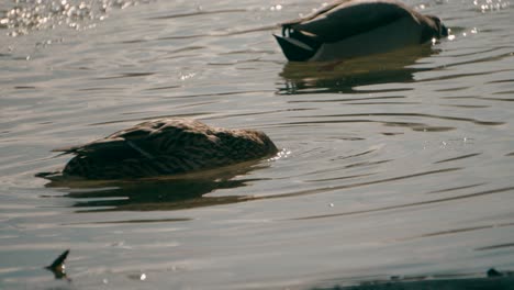 Ducks-on-the-pond,-ducks-with-ducklings-swim-in-the-water,-clean-their-feathers