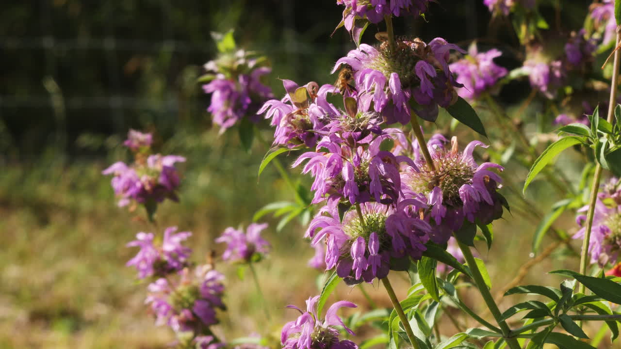 una abeja de miel vuela alrededor de flores silvestres de menta púrpura nativas de las colinas de texas