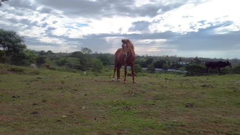 Toma-En-órbita-De-Un-Hermoso-Caballo-Marrón-Pastando-En-Un-Campo-Verde-Rodeado-De-árboles