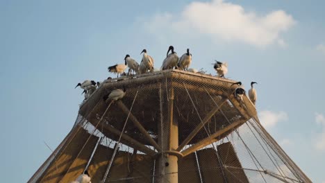 al ain zoo, al ain abu dhabi, united arab emirates - flock of hadada ibis birds on top of their habitat under the blue sky - wide shot