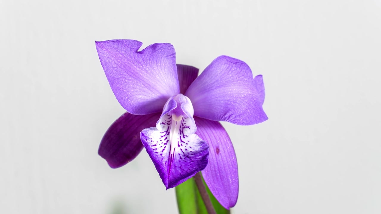 TIME LAPSE: Inquadratura fissa di un'orchidea che sboccia su uno sfondo bianco.