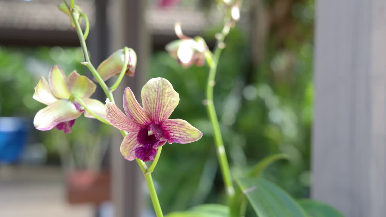 Uno scatto macro ravvicinato cattura un'orchidea vivace che ondeggia delicatamente in un rigoglioso giardino tropicale