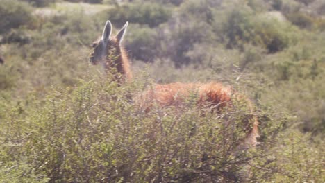 Guanaco-walking-in-front-of-a-feeding-herd-in-the-background-as-it-cross-the-thorny-shrubs