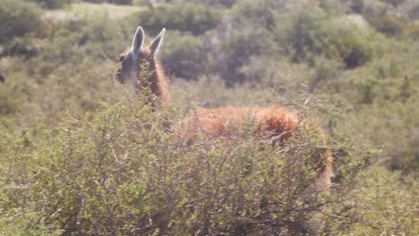 guanaco caminando frente a un rebaño de alimentación en el fondo mientras cruza los arbustos espinosos