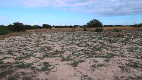 la colonia de abejarucos carmín del sur durante el mes de verano de octubre a lo largo del río zambezi cerca de kalizo