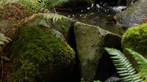 Primer-Plano-De-Hojas-Y-Rocas-Con-Un-Pequeño-Río-En-4k