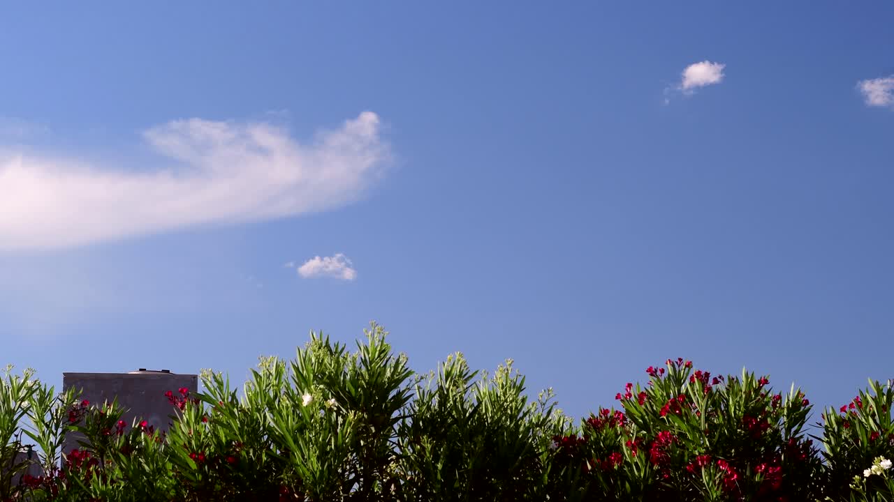 꽃이 만발한 네리움 올랜더 나무 위로 구름이 지나간다