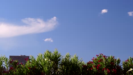 Clouds-pass-by-over-blooming-Nerium-olander-trees