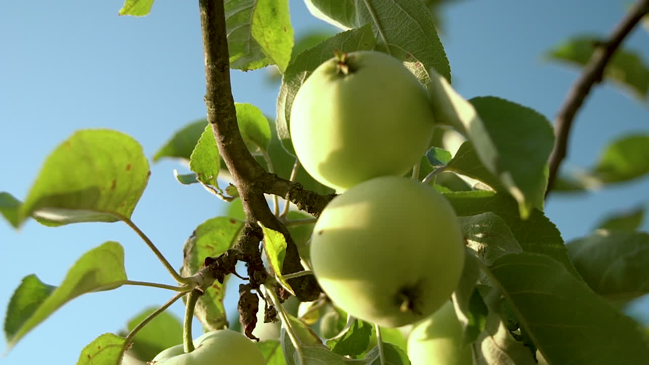 manzanas orgánicas tipo papirka colgando de una rama de manzano en un jardín sobre el cielo azul