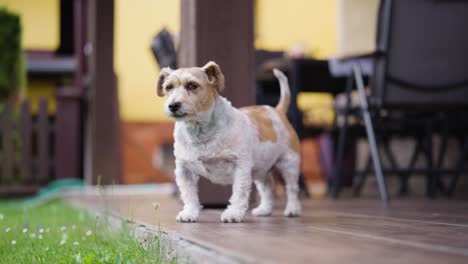 jack russell terrier stand on wooden porch and look around, czechia