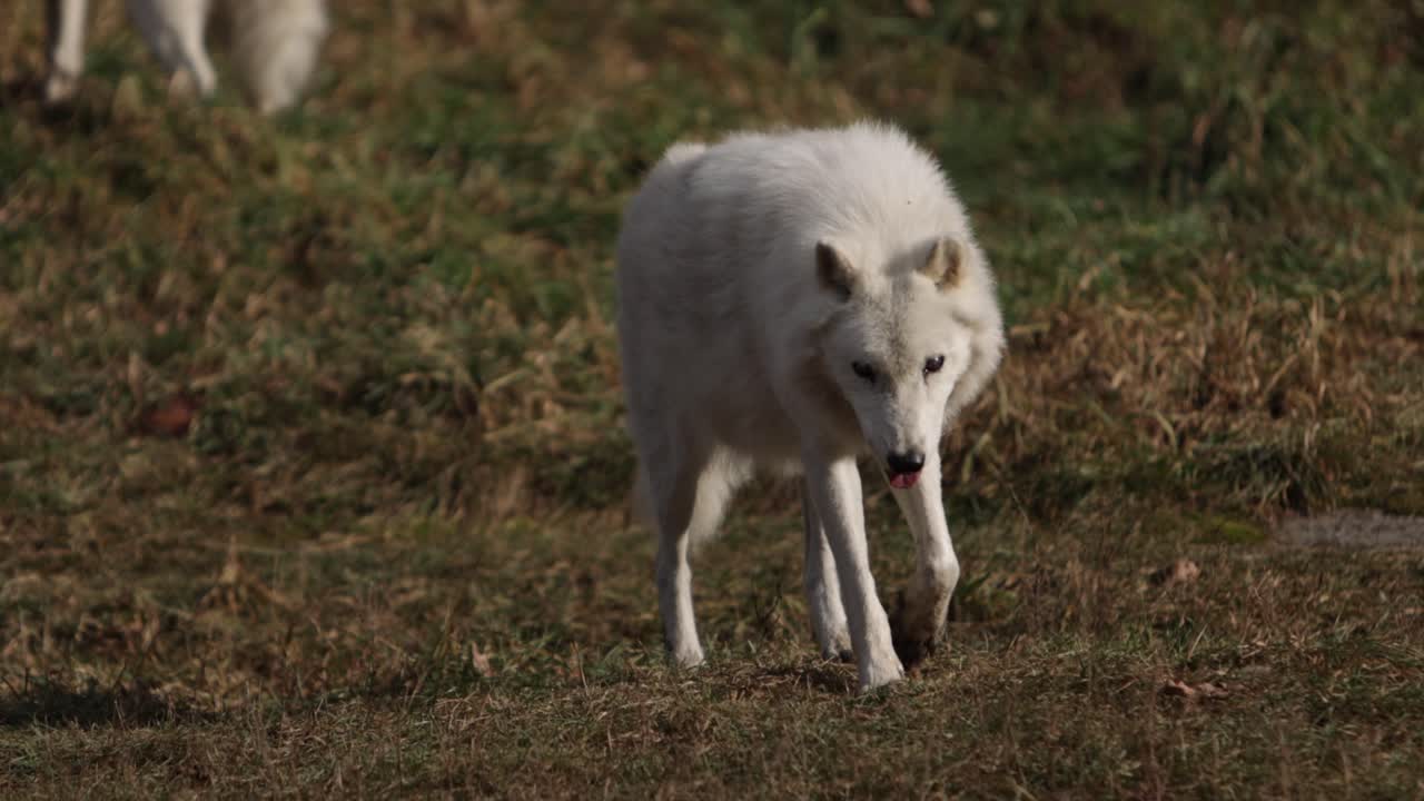 lobo ártico caminando hacia ti sol bajo slomo