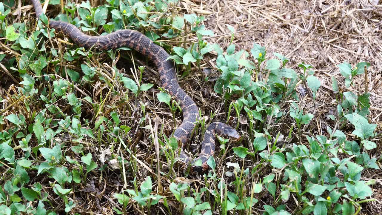 Juvenile Blotched WaterSnake Nerodia erythrogaster transversa crawling in grass