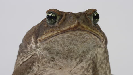 cane toad marine toad looks towards camera isolated on white background