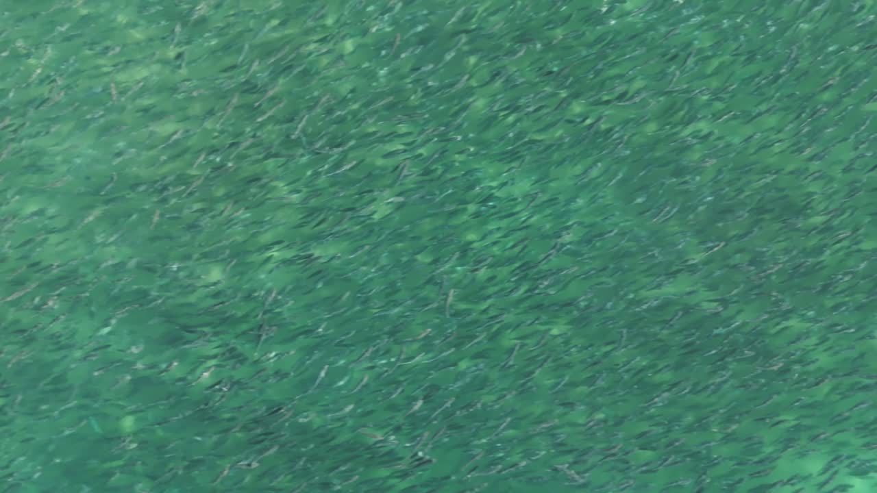 Smooth drone slide to the right reveals an endless school of salmon swimming along the shoreline near Bondi Beach, Sydney NSW, showcasing the beauty of marine life close to shore