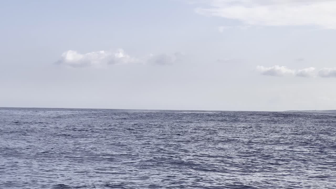 A magnificent humpback whale jumps twice out of the water