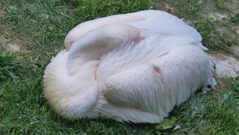 Pink-Pelican-Hiding-Beak-Under-Feathers-And-Resting