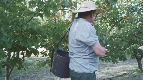 farmer harvesting apricots in garden