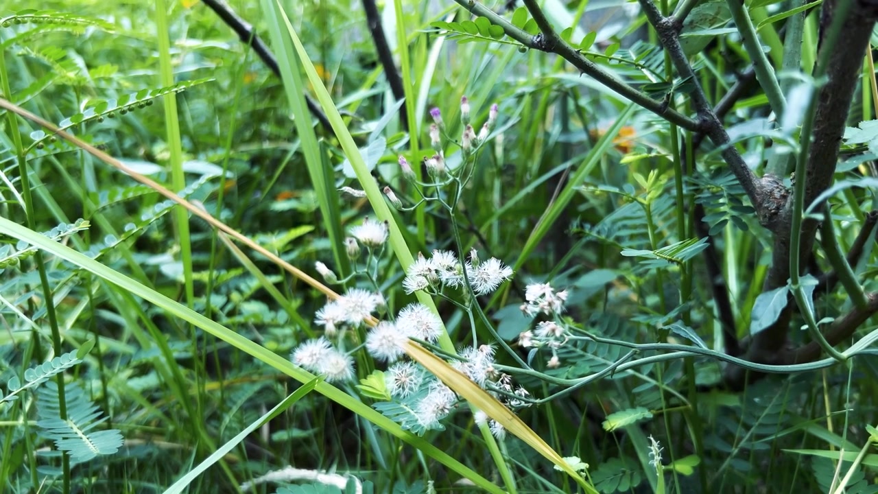 Close-up of White Wildflowers Blooming in Lush Green Grass