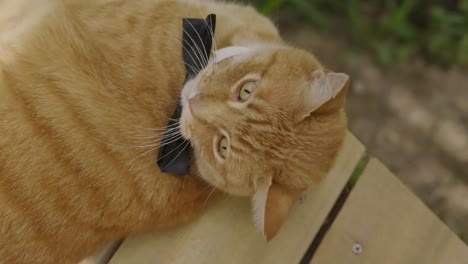 orange tabby cat with a black bow resting on some wooden floor