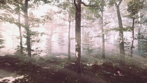 rays-of-sunlight-falling-into-a-misty-forest