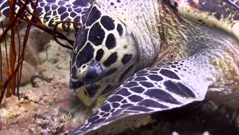 hawksbill turtle at koh tao-4