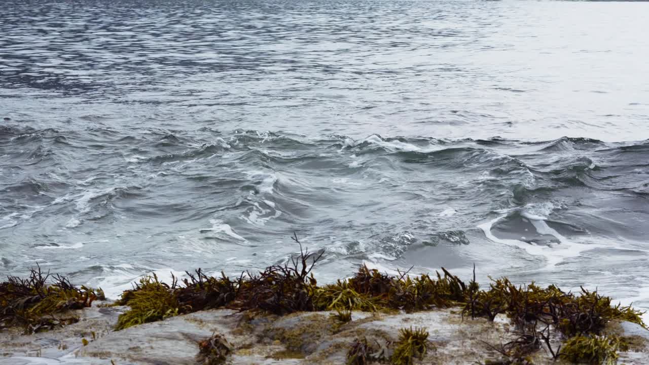 해조류 로 인 바위 에 부히는 파도 들 의 근접적 인 모습