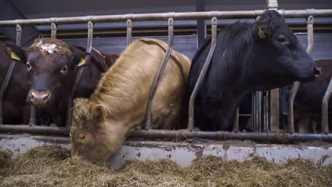 Brown,-yellow-and-black-Norwegian-cattles-in-barn-eating-hay-and-watching-the-camera