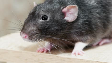 animal domestic gray rat close-up