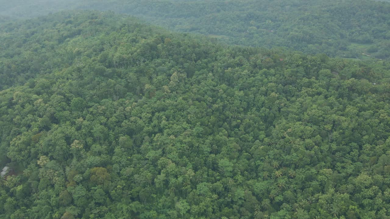 vista aérea de la hermosa naturaleza verde en el fondo de un bosque tropical