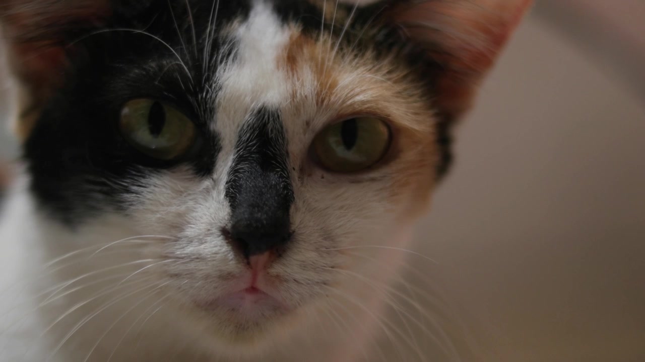 Close-up de um gato com três listras olhando para a câmera.